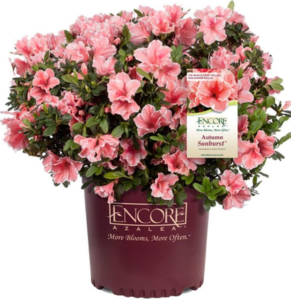 Japanische Azalee ´ENCORE® SUNBURST´ 20-30 cm, Cont. 3 l Produktbild 