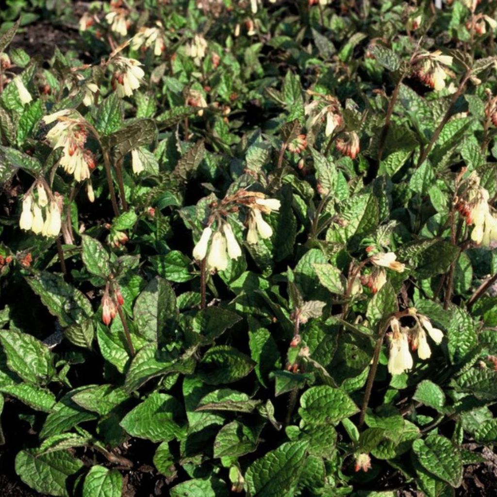 Großblütiger Beinwell Symphytum grandiflorum 60 Pflanzen Ø9cm Winterharte Staude