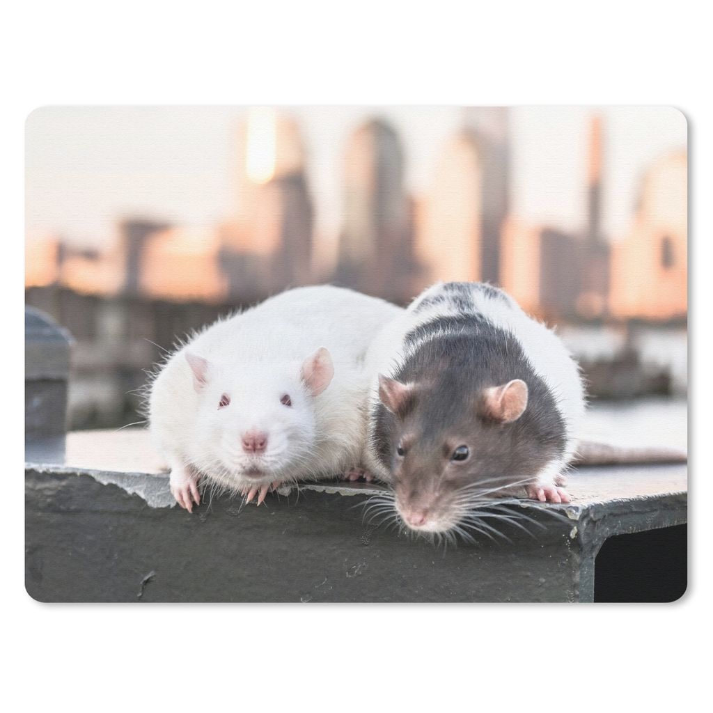 MuchoWow Mauspad Mousepad Zwei Ratten auf dem Quai 40x30 cm - Mousepads - Maus Mat - Pad - Mausunterlage - Anti Rutsch