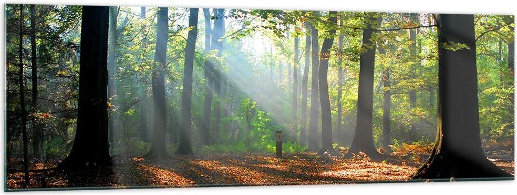 Bilder auf glas - Wald Blätter Sonne - 160x50cm - Glasbilder - Wandbilder - Kunstdruck - zum Aufhängen bereit - Wanddekoration aus Glas - Glas Bi...