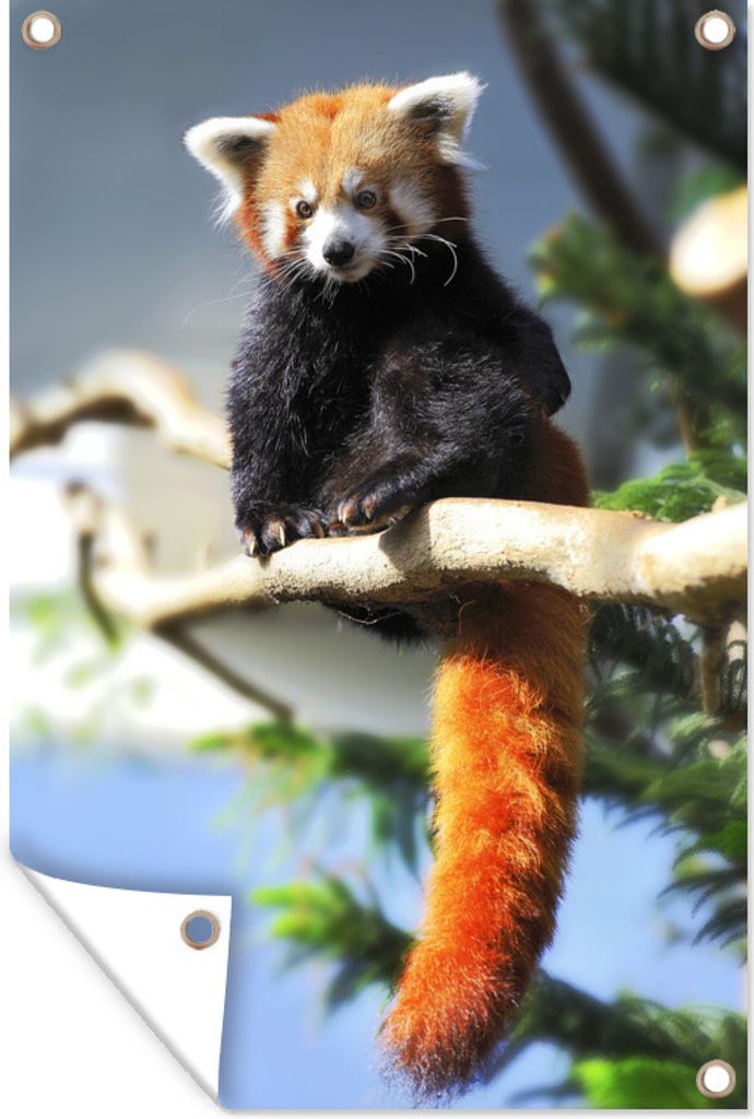 MuchoWow 40x60 cm Outdoor-Poster Gartendeko Sichtschutz Garten Poster für den Garten Roter Panda - Sonne - Zweig