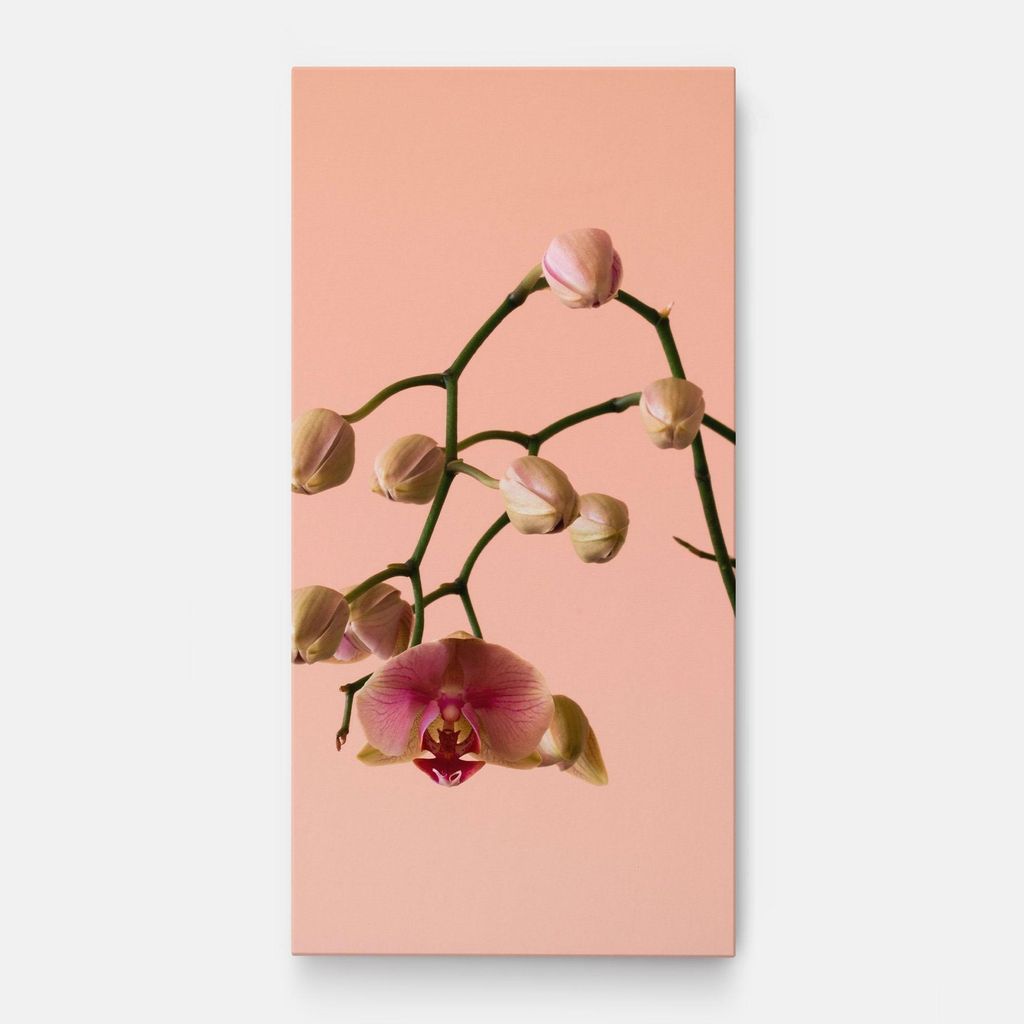 ARTHUB Leinwandbild 60x120 cm, Orchids On Pink | Wohnzimmerdekoration, Hängende Bilder, Wanddekoration, Heimdekoration, Blumen, Orchideen