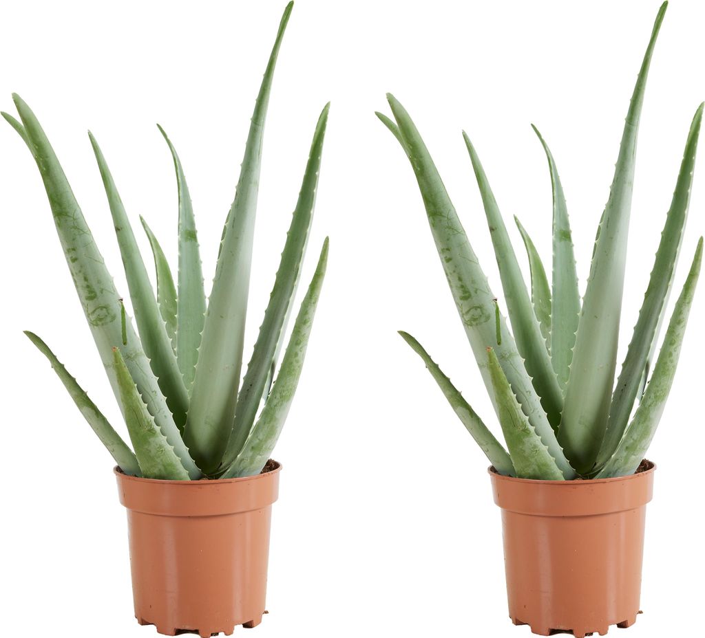 Bloomique - 2er-Set - Aloe Vera - Zimmerpflanzen - Sukkulenten - Sukkulenten - sehr pflegeleicht - 50-60 cm hoch - Topf 17 cm