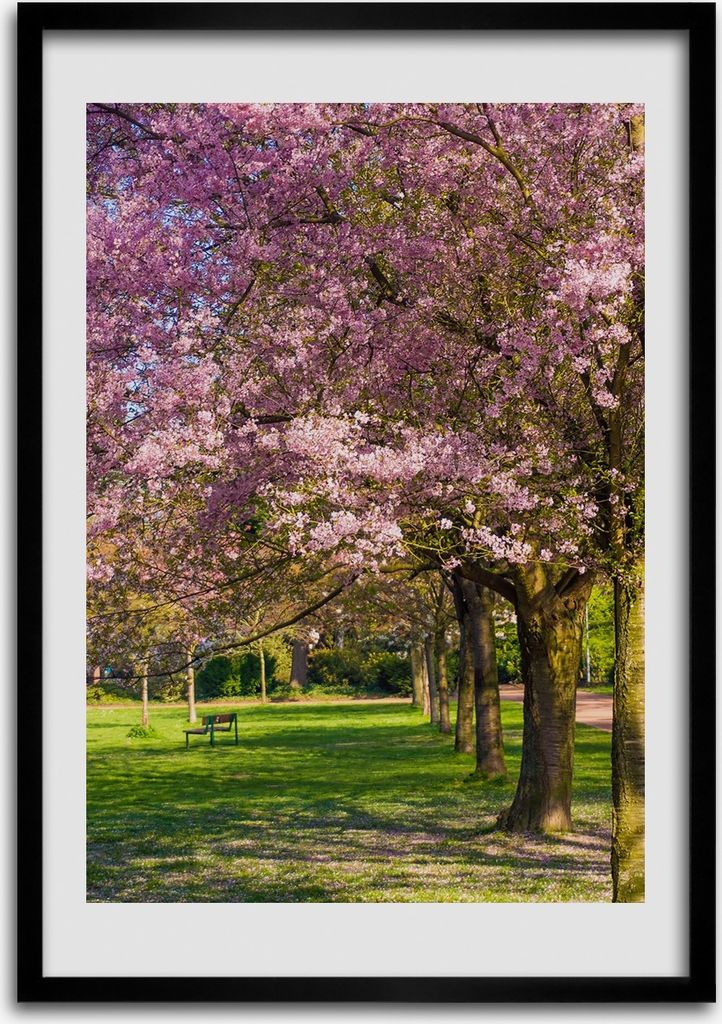 Bild - Bilderrahmen - Foto - 70 cm x 100 cm - MDF - Rahmen - Wandkunst - Kirschbäume