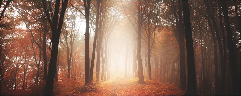 Wallario Poster - Herbstwald - Weg zu einer Lichtung im Wald, Kunstdruck Größe: 80 x 200 cm