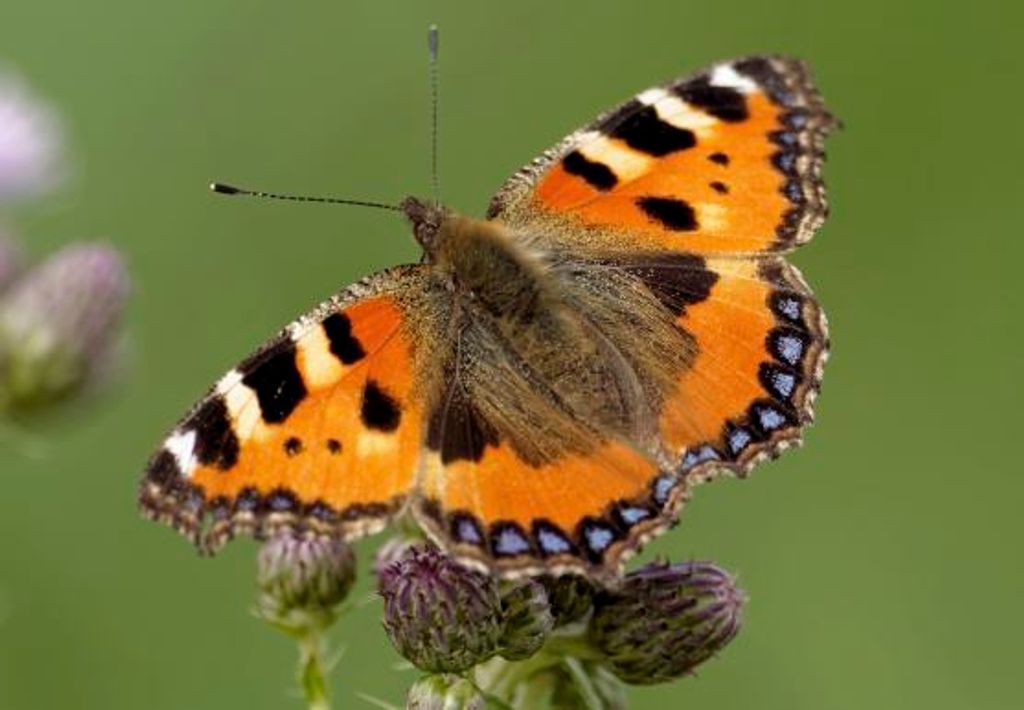 3 D Ansichtskarte Schmetterling, kleiner Fuchs,  Postkarte Produktbild 
