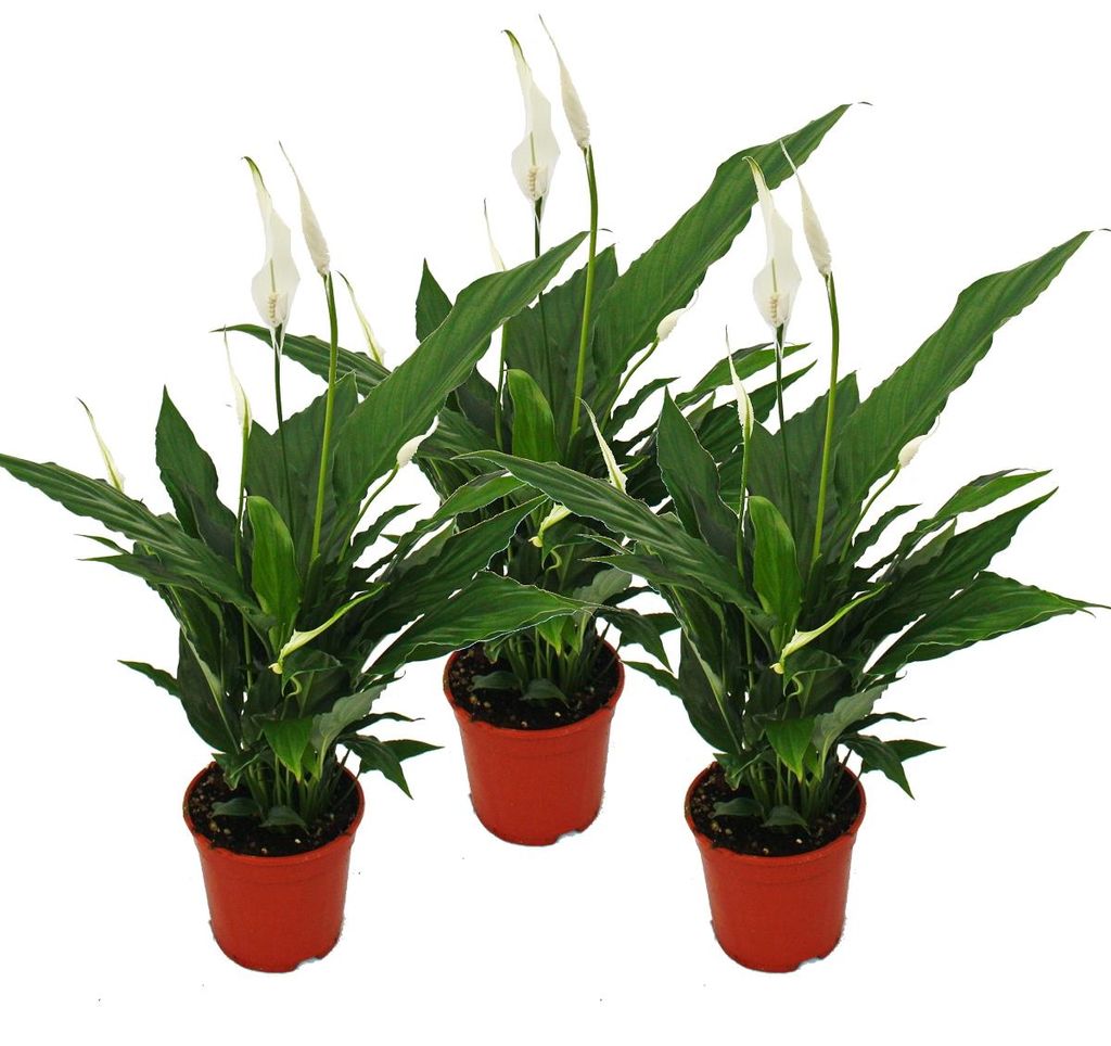 Spathiphyllum „Sweet Chico“ – 12cm květináč – sada 3 Obrázek produktu 