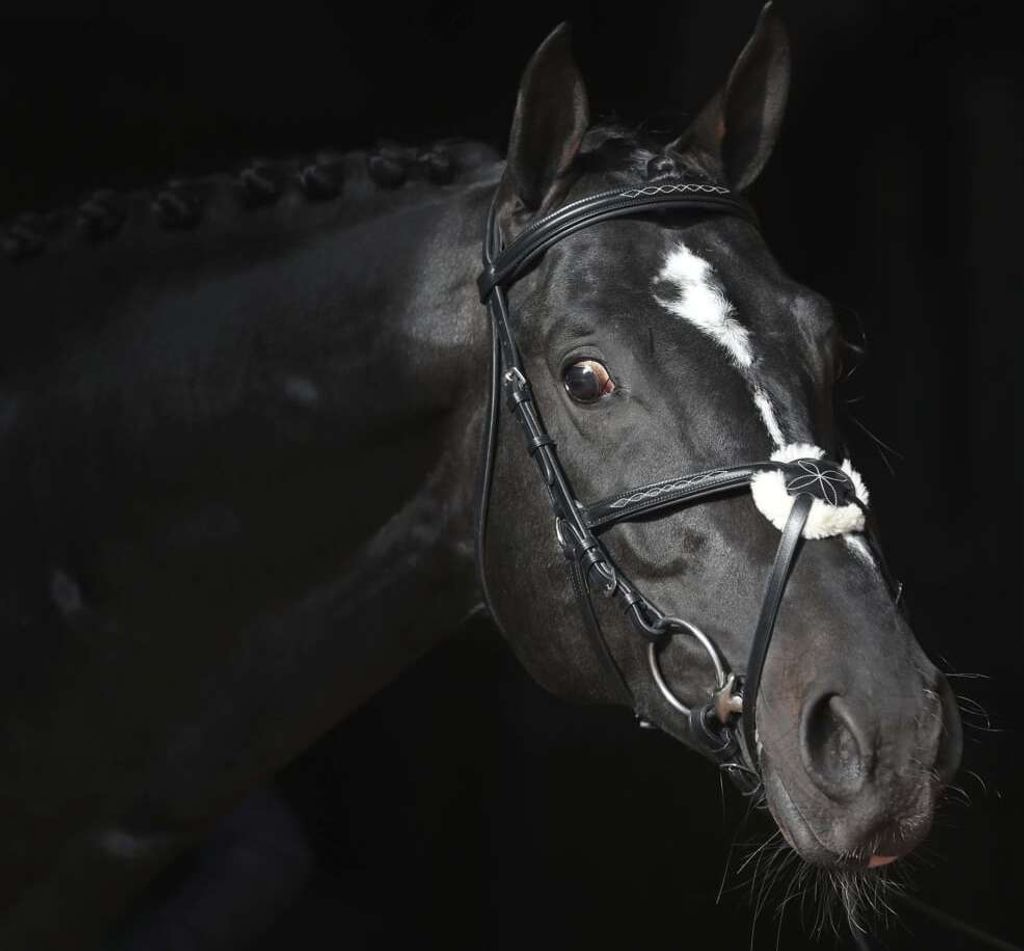 Covalliero Zaumzeug Cancun Pony Schwarz Produktbild