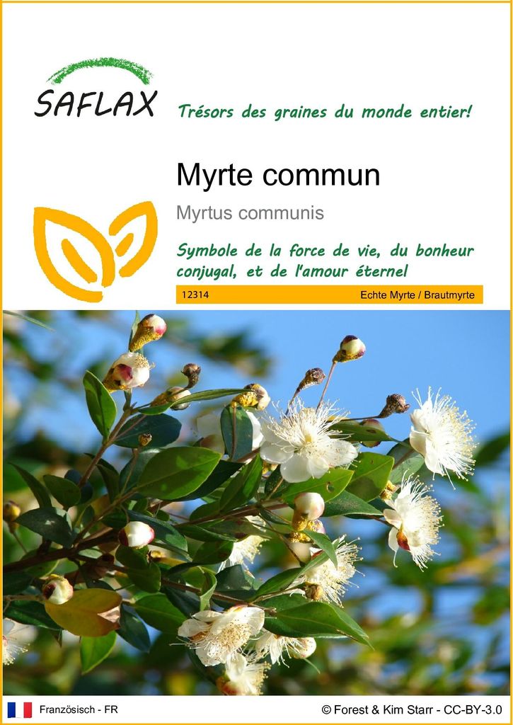 SAFLAX  - Myrte commun - 30 graines - Myrtus Image du produit 