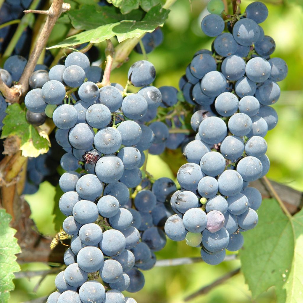 Winorośl Cascade 2L Zdjęcie produktu 