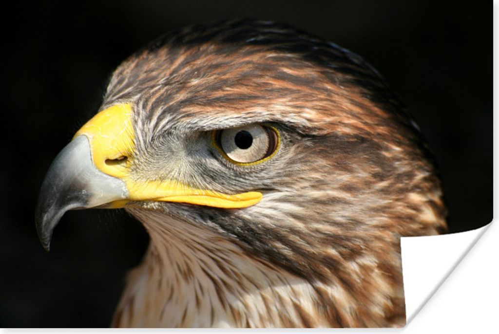 MuchoWow Poster Nahaufnahme des Gesichts eines streng dreinblickenden Bussards 60x40 cm - Schlafzimmerdekoration