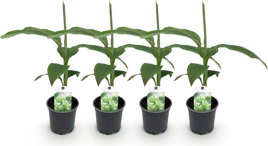 GreenboutiQ - Obstpflanze - Bananenpflanze - Musa Basjoo - Winterhart - 4 Pflanzen - Topf 12cm Höhe 30cm