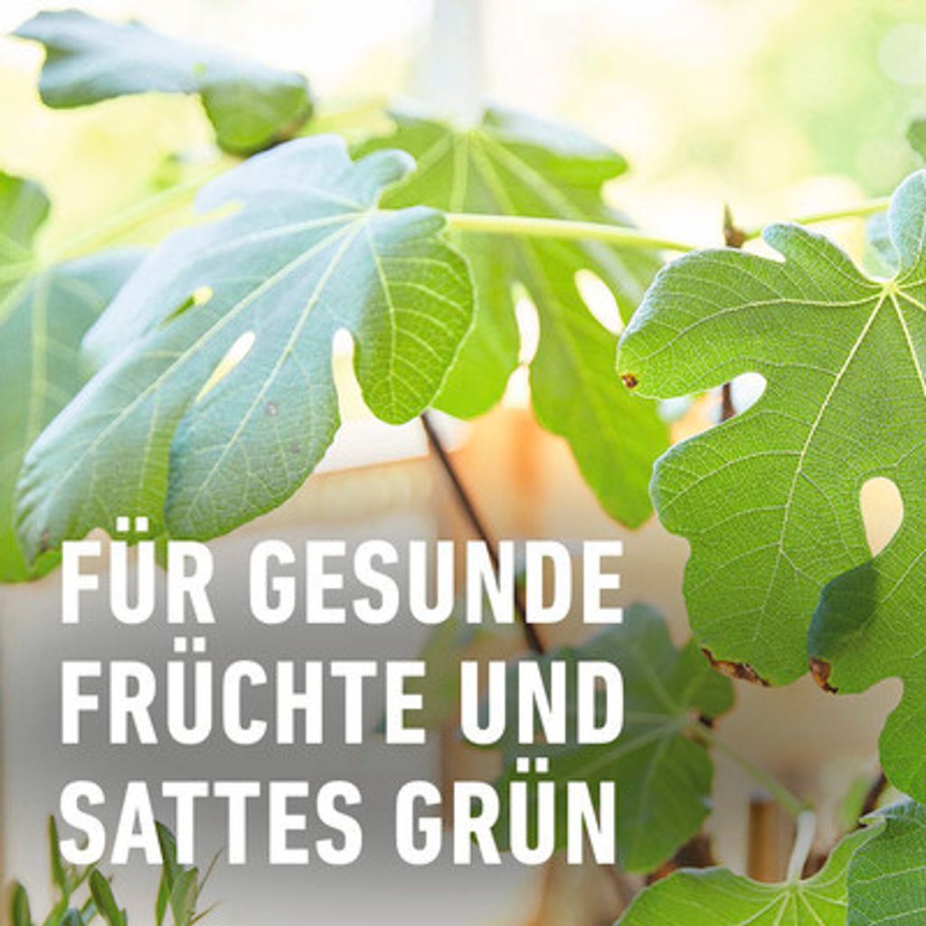 COMPO Zitruspflanzendnger 500 ml Dnger
