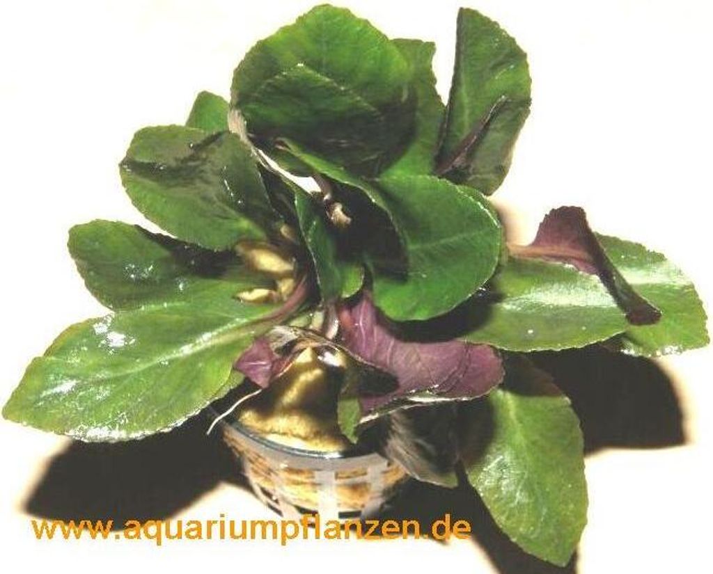 5 Töpfe Lobelia cardinalis, scharlachrote Lobelie