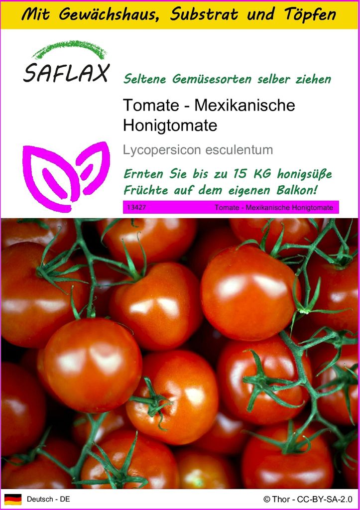 SAFLAX Anzucht Set - Tomate - Mexikanische Honigtomate - Lycopersicon esculentum - 10 Samen - Mit Mini-Gewächshaus, Anzuchtsubstrat und 2 Töpfen