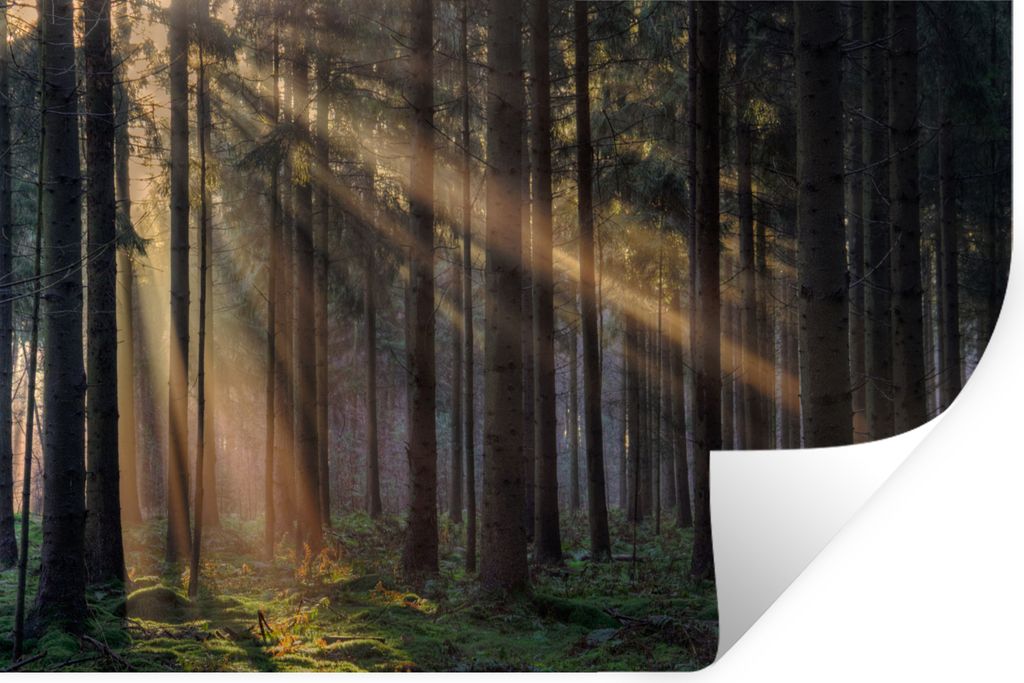 MuchoWow Wandtattoo Wandsticker Wandaufkleber Bäume - Wald - Sonne - Pflanzen 120x80 cm Selbstklebend und Repositionierbar - Selbstklebend - Fot...