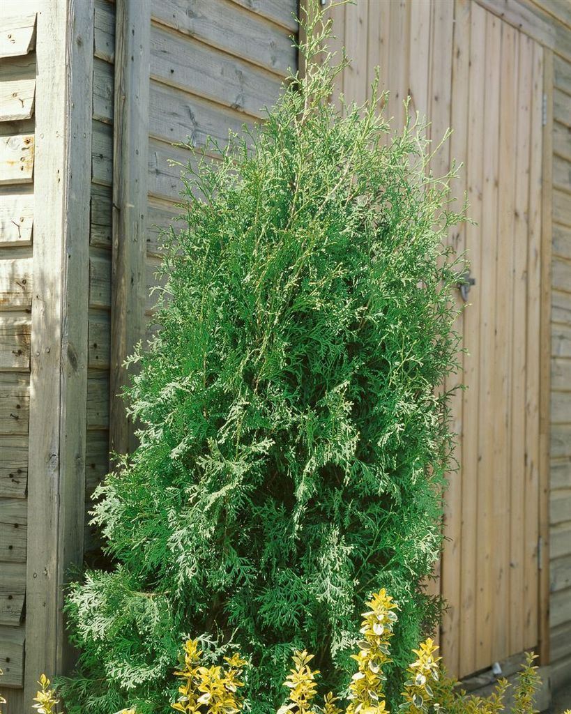 Thuja occidentalis 'Brabant', Lebensbaum, grün, 80–100 cm Produktbild 8