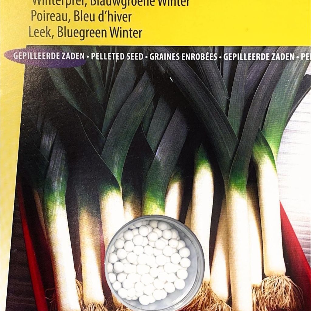 Farinto Winterlauch blaugrüne Samen – hochwertiger, winterharter Lauch für den Gemüsegarten – reich an Vitaminen und Mineralien