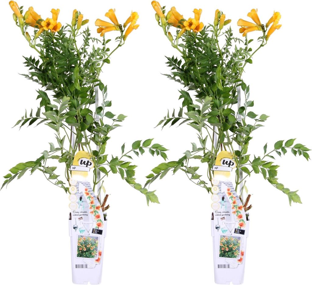 Trompetenblume Campsis Summer Jazz Gold Trumpet 2 Pflanzen 65cm 15cm winterharte Kletterpflanze gelb für Garten Zaun Pergola Terrasse selbstkletternd