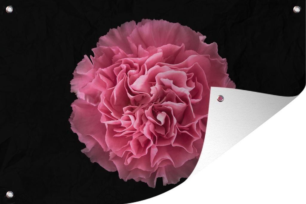 MuchoWow 120x80 cm Outdoor-Poster Gartendeko Sichtschutz Garten Poster für den Garten Blume - Nelke - Rosa