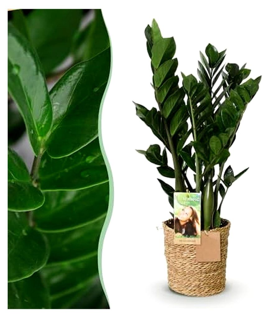 Zamioculcas - ZZ-Pflanze - Pflegeleicht - mit Korb - Grün - 65-75 cm - Ø 17 cm - Zimmerpflanze - Immergrün