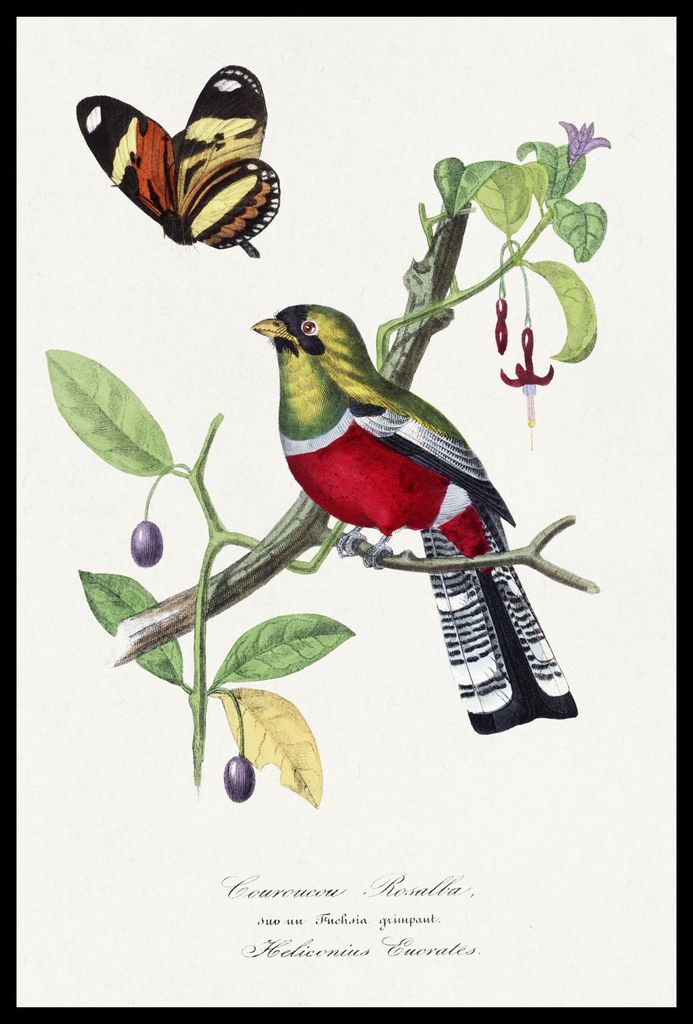 Plakat 40x60cm Rozella Königlich, Gervais Vintage für das Wohnzimmer