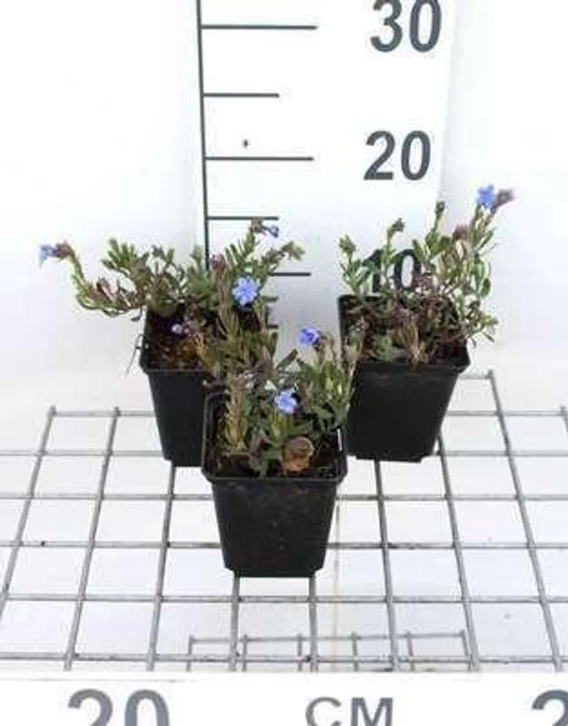 Plante Couvre-sol Lithodora Heavenly Blue - 6 Vivaces en Godets 9cm