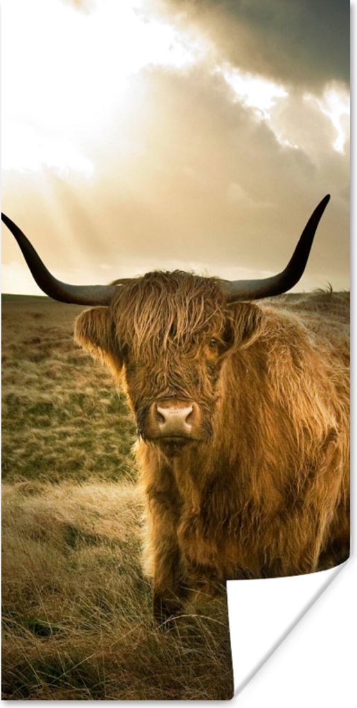 MuchoWow® Poster Schottischer Hochländer - Sonne - Gras Produktbild 