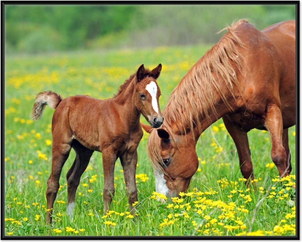 Wallario Wandbild Pferde auf der Koppel, Größe: 40,30 x 50,30 cm, Poster mit schwarzem Aluminiumrahmen
