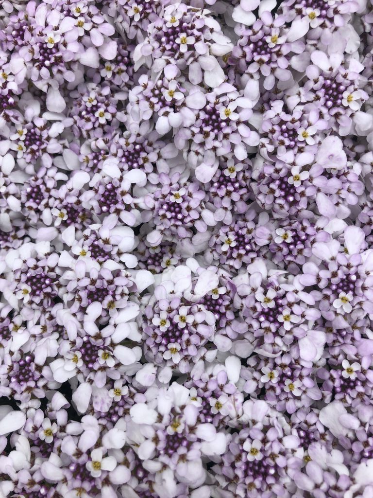 6 x Iberis Sempervirens 'Pink ice' - Schleifenblume - Topf 9 x 9 cm