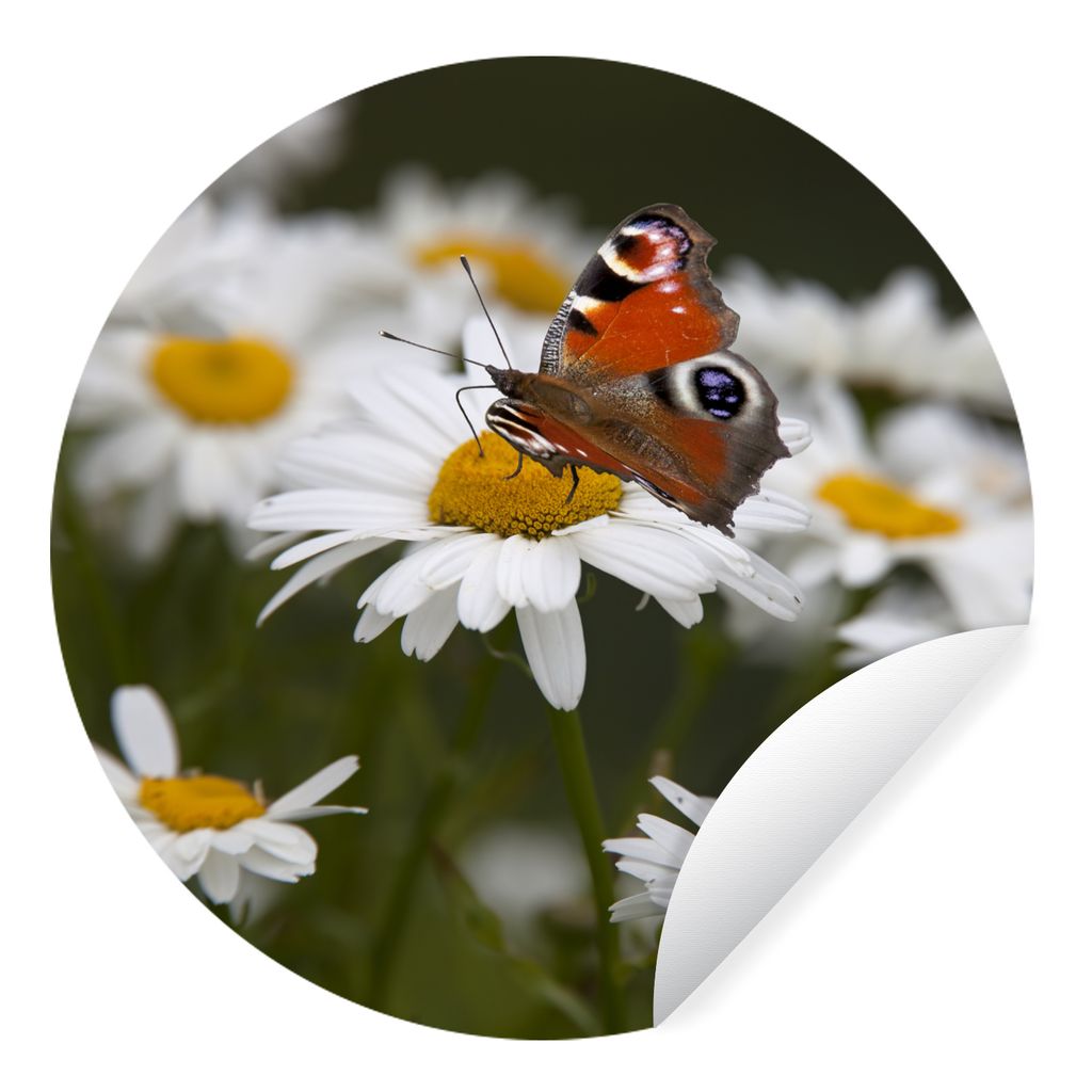 MuchoWow Runde Wandtattoo - Wandsticker Tapete Aufkleber Tagpfauenauge Schmetterling mit Gänseblümchen Ø 100 cm Selbstklebend und Repositionie...