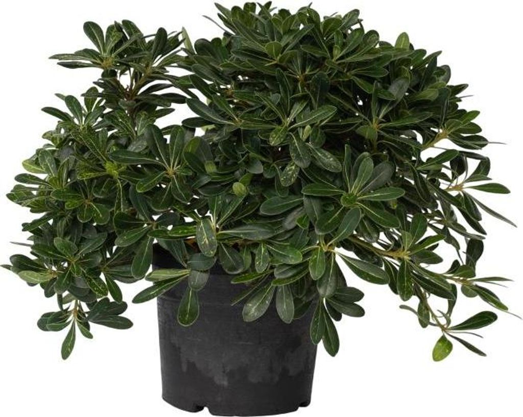 Pittospore du Japon - Pittosporum tobira nanum - Hauteur Image du produit 
