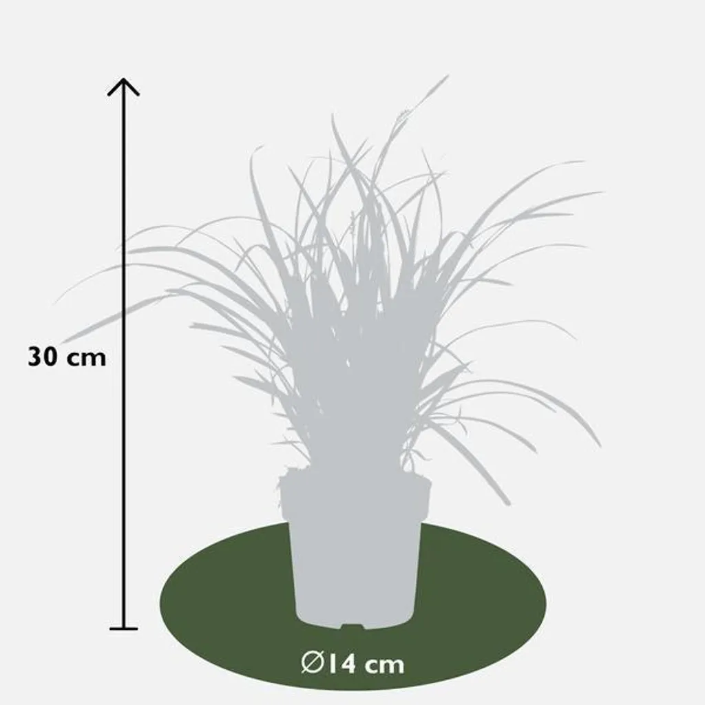 Plante couvre-sol Carex morrowii Ice Dance - Graminée décorative 30cm