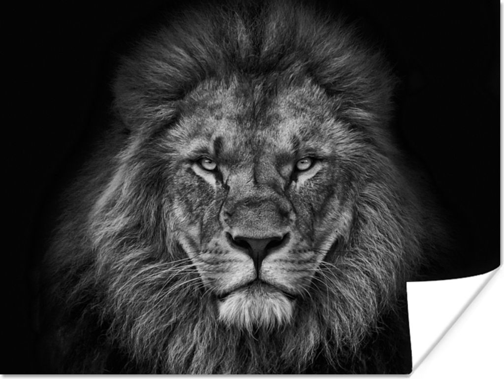 MuchoWow Poster Löwe - Tiere - Schwarz - Weiß 160x120 cm - Foto Plakat