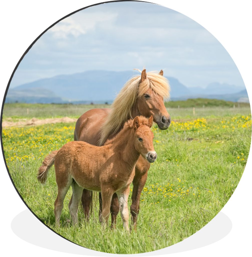 MuchoWow Aluminium Wandkreis Pferde - Fohlen - Gebirge Ø 30 cm Wanddeko Modern Wohnzimmer - Wand Bild - Wohnzimmer - Runde Bilder - Alubilder - ...