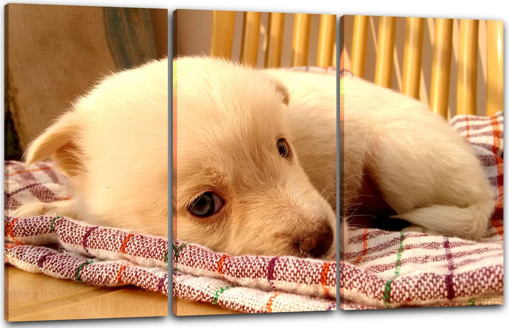 Leinwandbild 3-teilig (120x80cm): Weißer kleiner Hund Tier-Bilder süßes Hunde-Baby Hundebabies white, echter Holz-Keilrahmen inkl. Aufhänger, h...