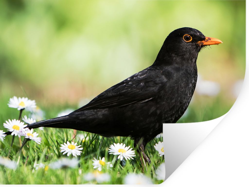 MuchoWow Wandtattoo Wandsticker Wandaufkleber Vogel - Amsel - Blumen 40x30 cm Selbstklebend und Repositionierbar - Faltenfrei