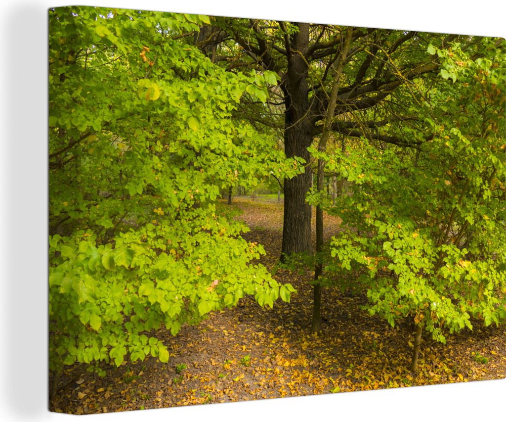 OneMillionCanvasses - Leinwandbilder - 140x90 cm, Ulmenwald im Herbst, Wandbilder Kunstdruck Wanddekoration