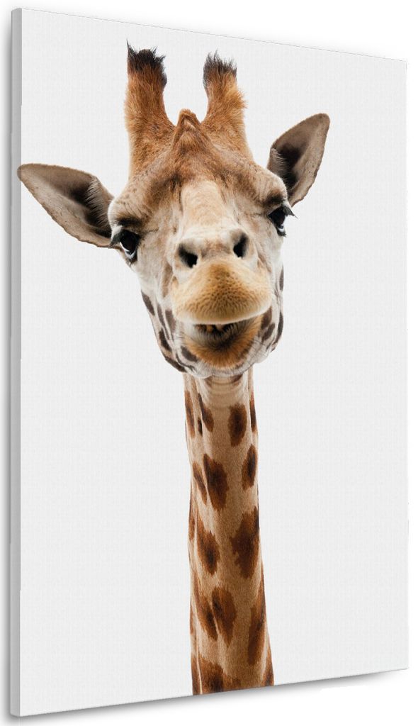 Wallario Premium Leinwandbild Giraffenkopf in Größe 60 x 90 cm