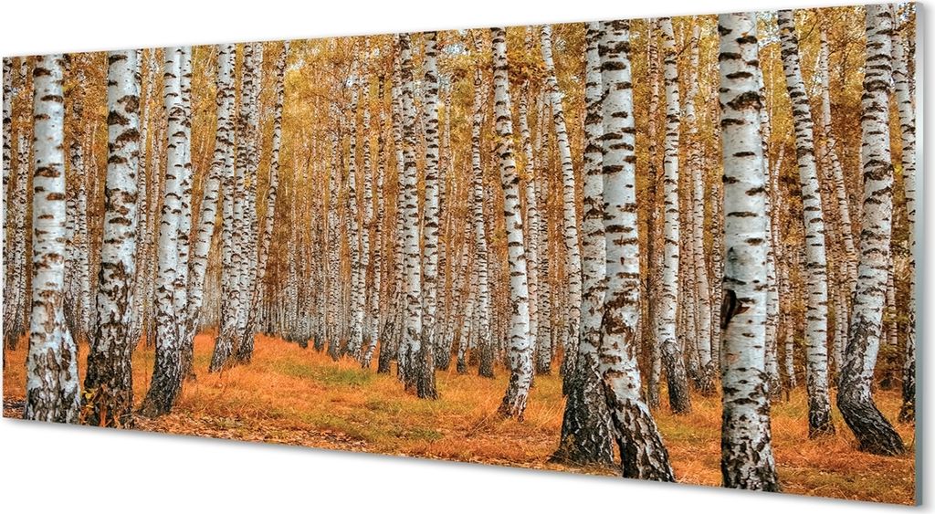 Glasbilder 125x50 Wandkunst Bäume im Herbst