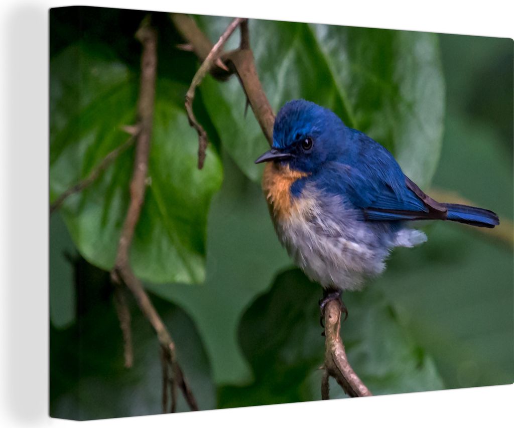 OneMillionCanvasses - Leinwandbilder - 140x90 cm, Ein Azurblauer Fliegenschnäpper zwischen den grünen Blättern, Wandbilder Kunstdruck Wanddeko...