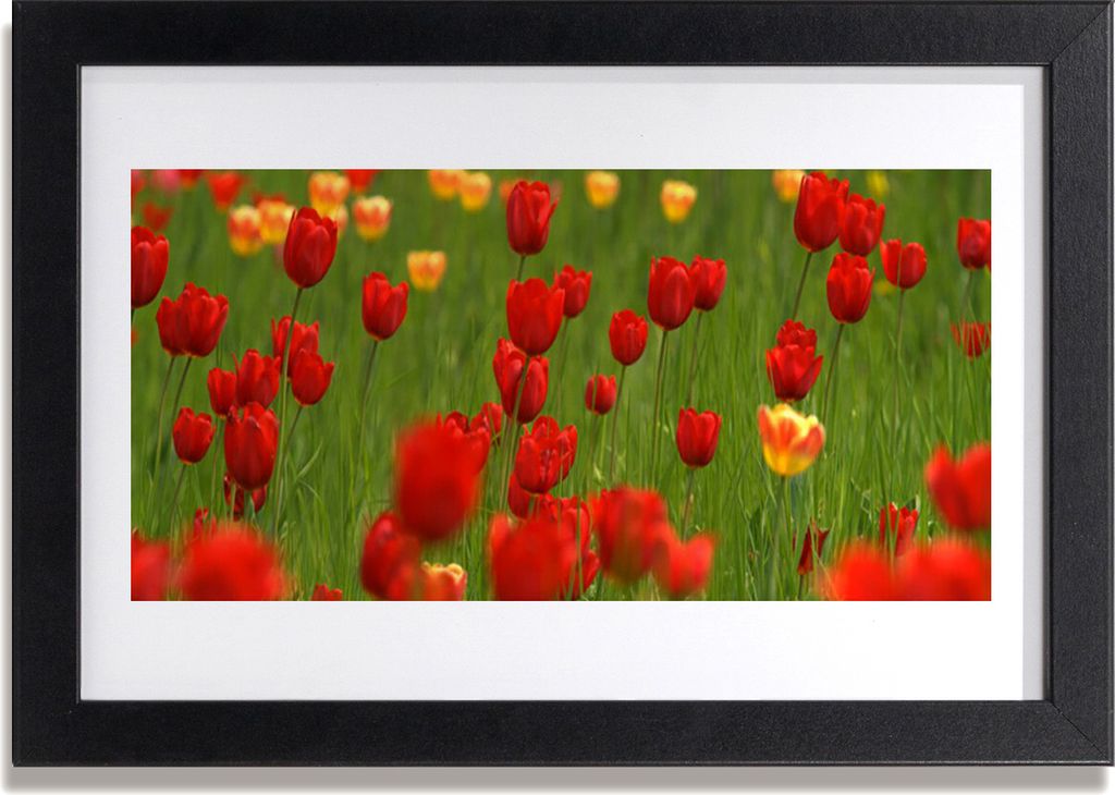 Bild 30x20 MDF-Rahmen Wandkunst Pflanze Tulpen