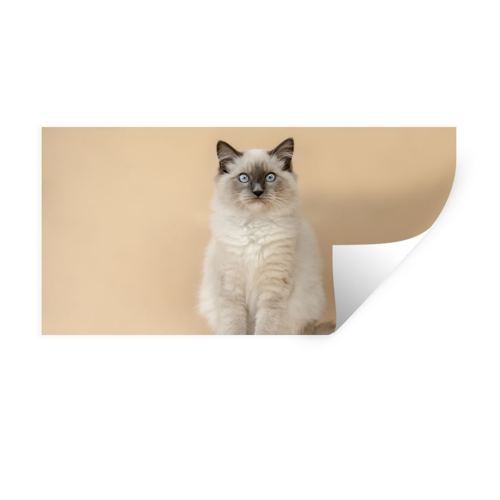 MuchoWow Wandtattoo Wandsticker Wandaufkleber Katze - Siamese - Porträt - Mädchen - Kinder - Jungen - Kinder 40x20 cm Selbstklebend und Reposit...