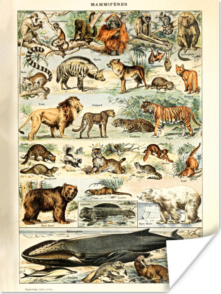 MuchoWow Poster Tiere - Vintage - Adolphe Millot - Tiger - Löwe 90x120 cm - Wohnzimmer
