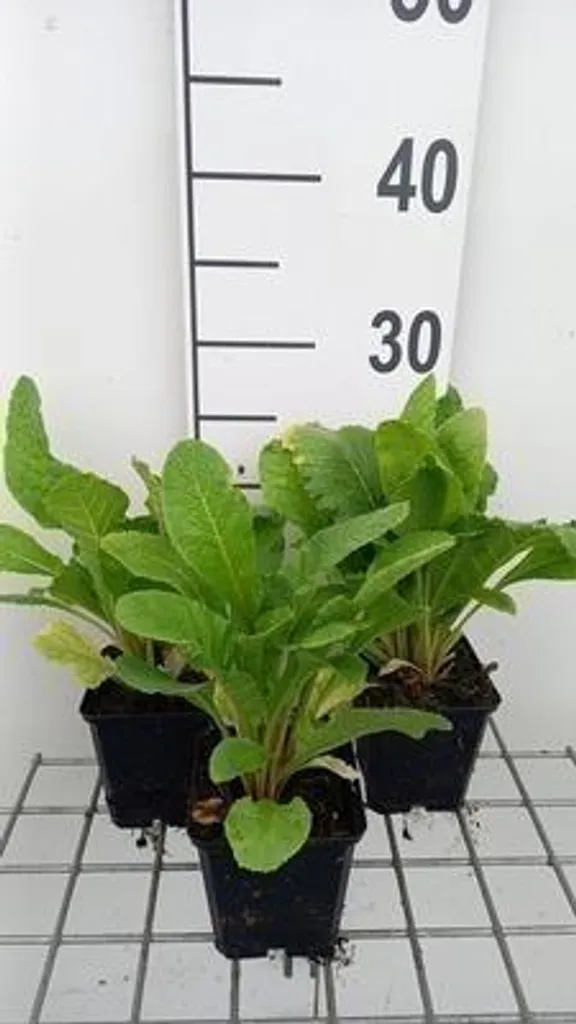 Plante Vivace Primula bulleesiana : Lot de 6 Primevères de Jardin 9cm