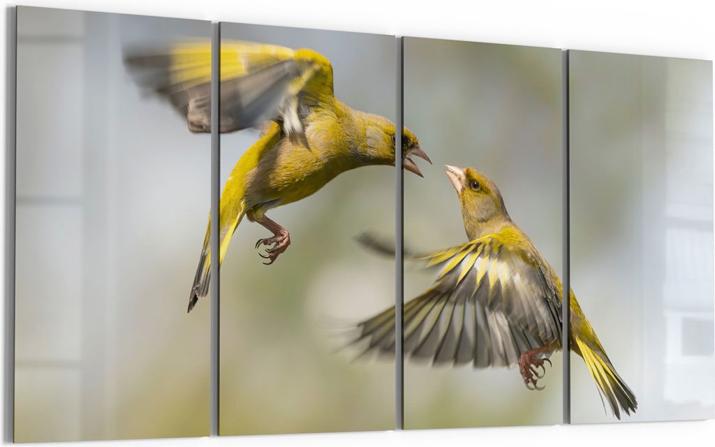 DEQORI Glasbild Echtglas 4x30x60 cm 'Flügelschlag Duett' Wandbilder XXL groß