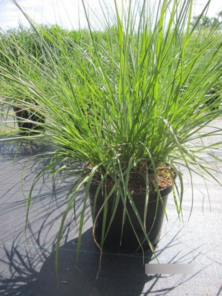 Pennisetum compressum - Federborstengras Compressum