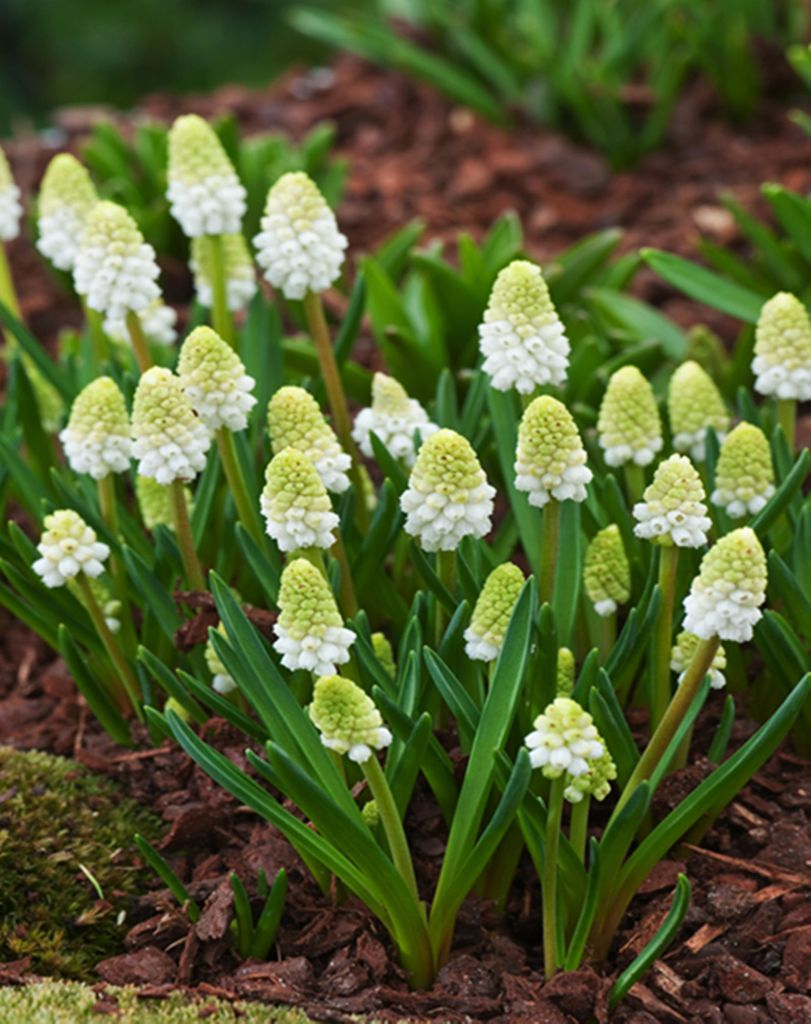Bulbi di fiori di Muscari Bulbi di fiori di giacinto d'uva Immagine del prodotto 