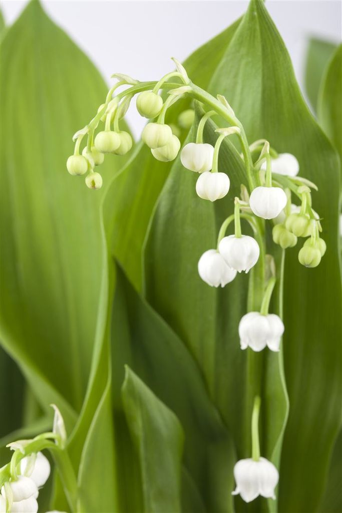 Maiglöckchen, im Topf - Convallaria majalis, weiß Produktbild 