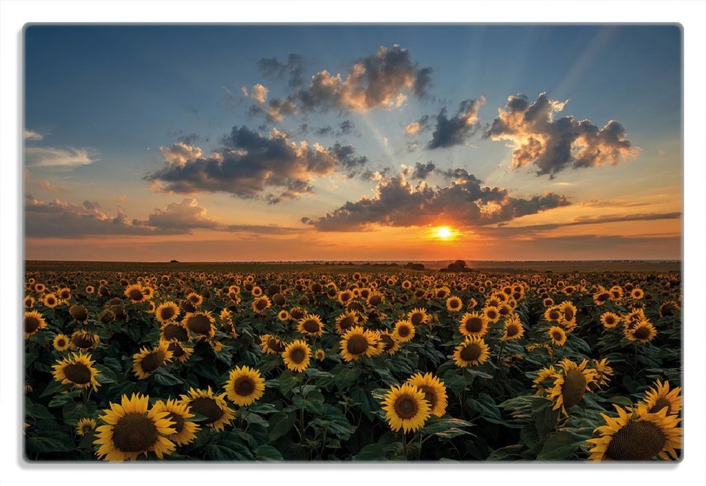 Wallario Frühstücksbrettchen aus Glas 20 x 30 cm mit rutschfesten Füßen, Motiv Sonnenblumenwiese vor Wolken mit Sonnenuntergang